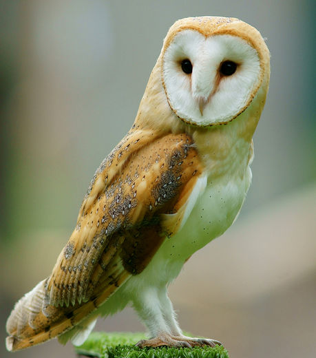 Quand le froid de l'hiver force les chouettes à chasser le jour  Les-ef10