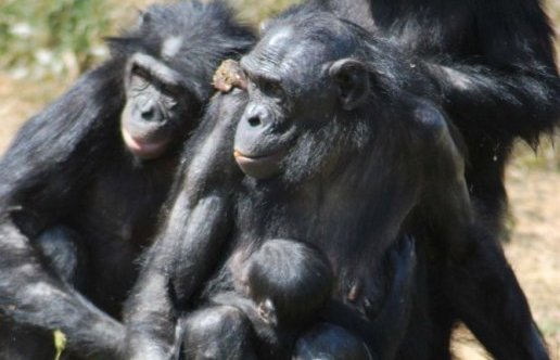 Un deuxième bébé bonobo a vu le jour à la Vallée des Singes Moko-e10