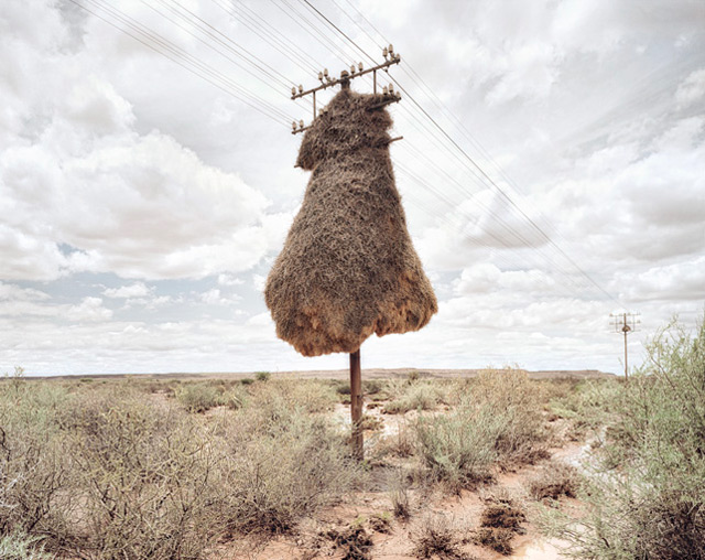 Un HLM d’oiseaux en Afrique du Sud Nest-110