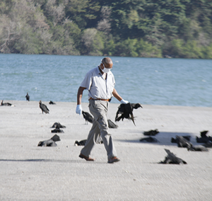 Caraïbes : 190 oiseaux meurent en plein vol, le mystère demeure entier  Oiseau10