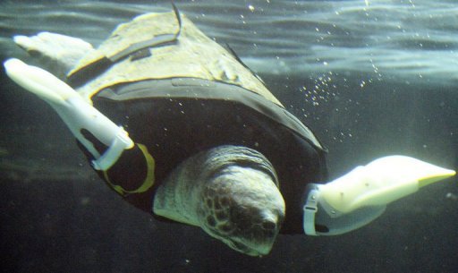 Une tortue quasi-manchote retrouve l'usage de ses membres au Japon Photo_10