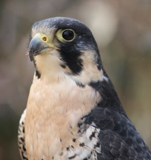 À la découverte des oiseaux de proie: pèlerinage ailé à Prévost Photo_16