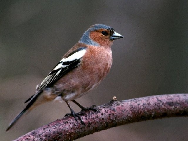 Grand recensement national des oiseaux suisses  Photod10