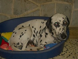 Dalmatien 2 ans au STAM (13) Lady210