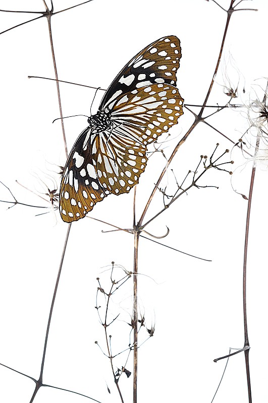 les ailes du désir... ou la vie rêvée des papillons le livre Dsc_6710