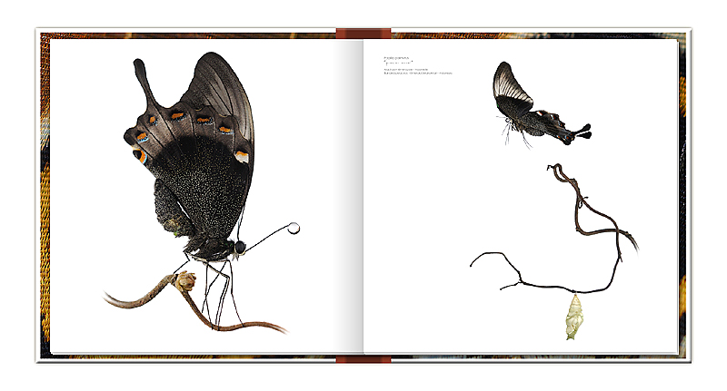 les ailes du désir... ou la vie rêvée des papillons le livre Page_p10