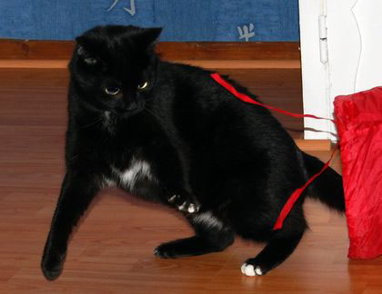 Vénus, jeune chatte noire d'un an Dsc_0071