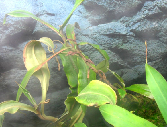 L'ampullaria Nepenthes au frais... 09_02_13