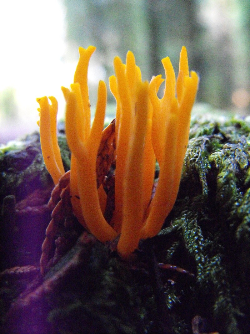 Pequenos corais no frio - Calocera viscosa? Dscf0613