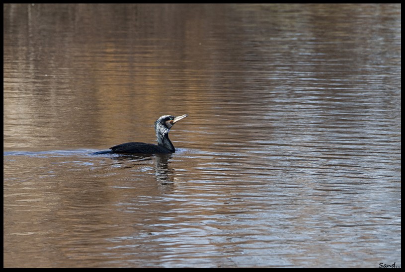 Cormoran au couchant... 15 jours plus tard... (EOS 500D) Img_0412