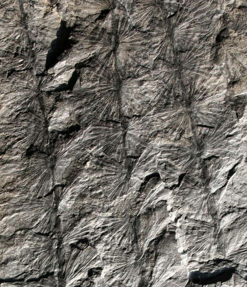 Calamites Schlotheim ,1820. Annularia sternberg , 1822 . 00910