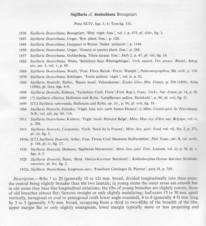Sigillaria Brongniart ,1822. Syringodendron Sternberg,1820.  - Page 3 File1910