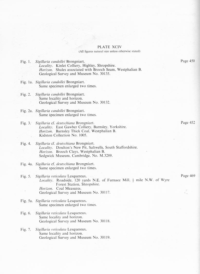 Sigillaria Brongniart ,1822. Syringodendron Sternberg,1820.  - Page 3 File2011
