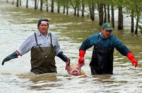 Une Grosse Cochonne toute mouille ce fait tirer par 2 mecs Cochon10