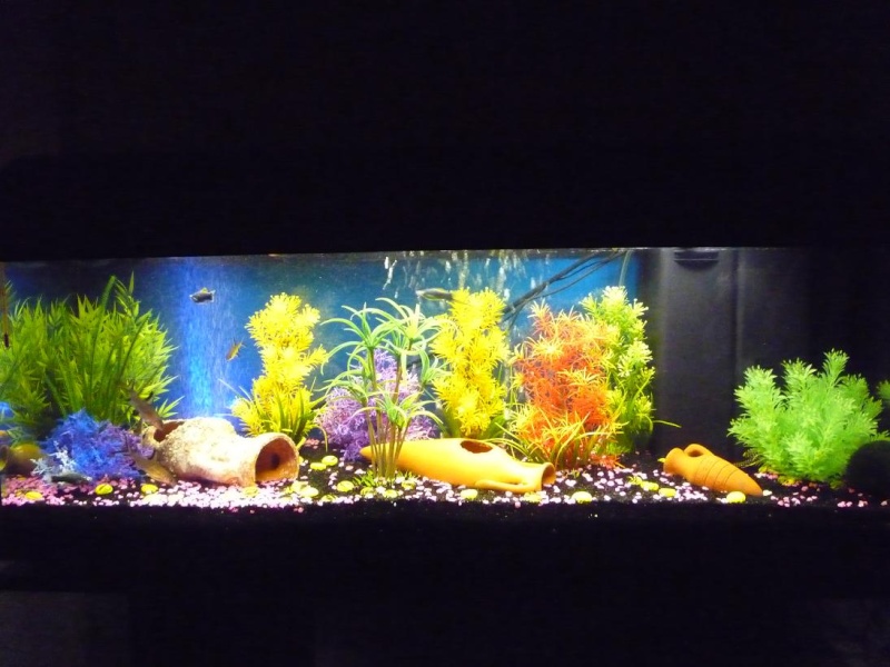 Mon aquarium 120L P1000410