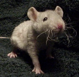 Besoin de photos d'un rat Rex noir Ratgir10