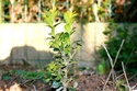 Projet futur sur un Buis - Page 2 Img_4610