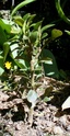 Projet futur sur un Buis - Page 2 Img_4810