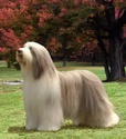 BEARDED COLLIE 65652810