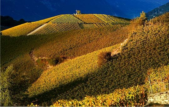 Pour les amoureux de la Bourgogne Vigne10