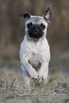 Verkauf von Haus/Nutztieren Hund311