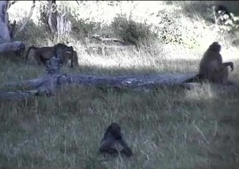 Post your Africam Pics - Page 11 Baboon10