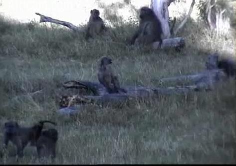 Post your Africam Pics - Page 11 Baboon11