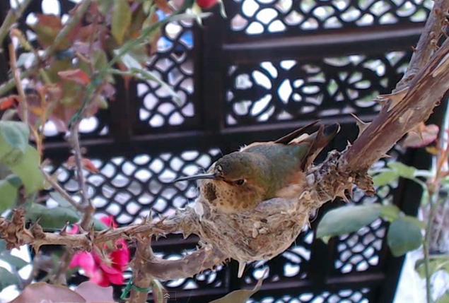 Hummingbird cam - Phoebe - Page 20 Mwsnap20