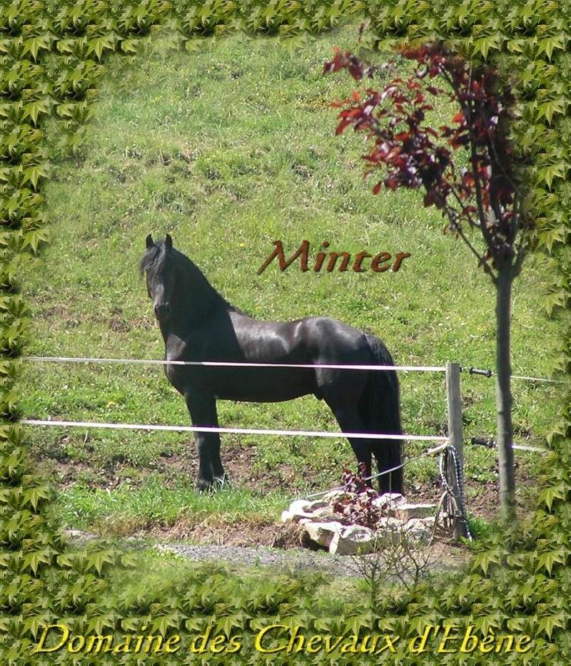 élevage de frison en haute loire domaine des chevaux d'ebene - Page 2 Minter10