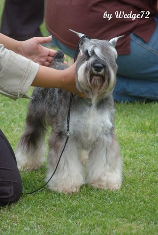 Salt and Pepper  young male showdog Unkas210