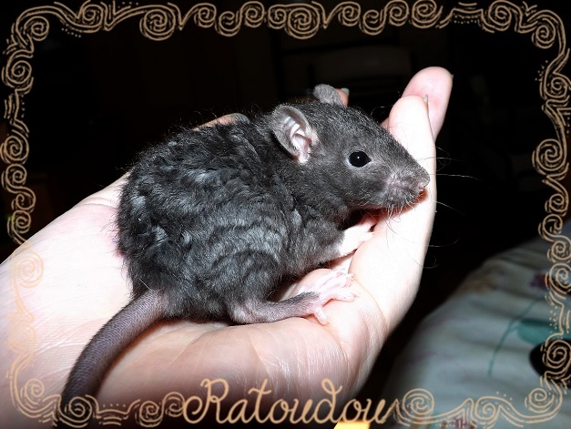 Evolution des ratons Dscf0111