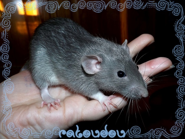 Evolution des ratons Dscf0512
