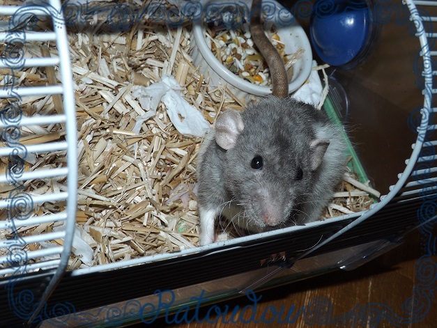 Evolution des ratons Dscf1022