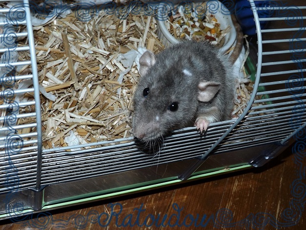 Evolution des ratons Dscf1023