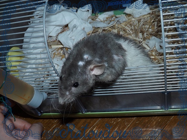 Evolution des ratons Dscf1024
