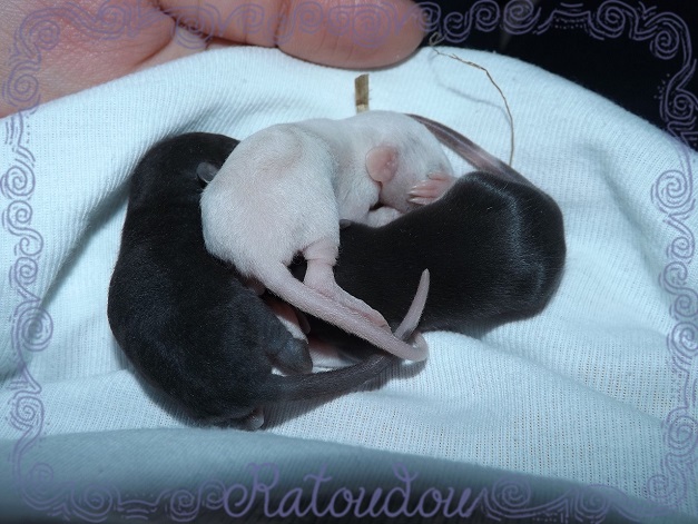 Evolution des ratons Dscf1030