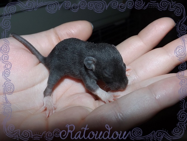 Evolution des ratons Dscf1229