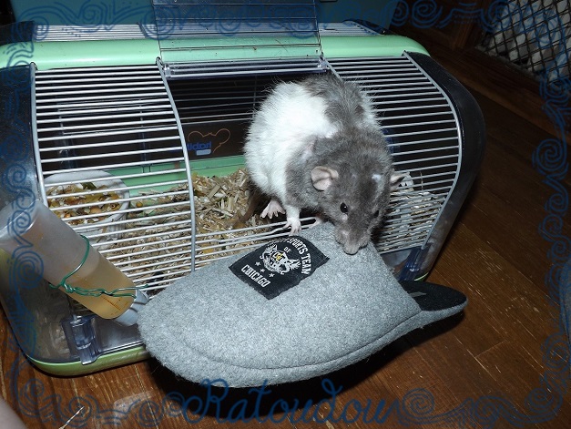 Evolution des ratons Dscf1313