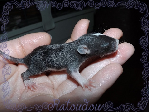 Evolution des ratons Dscf1327