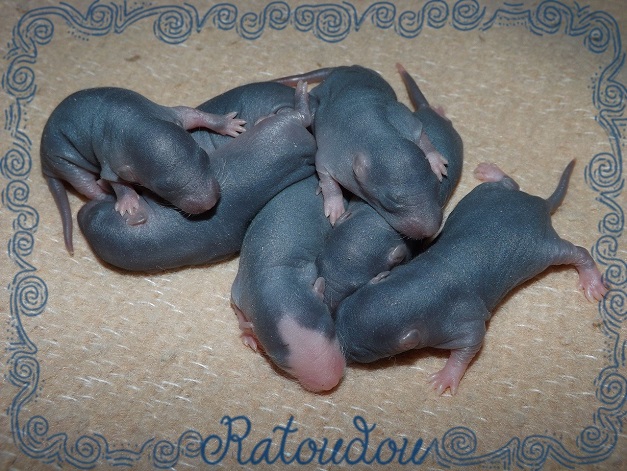 Evolution des ratons Dscf1814