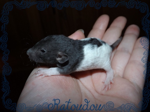 Evolution des ratons Dscf2616