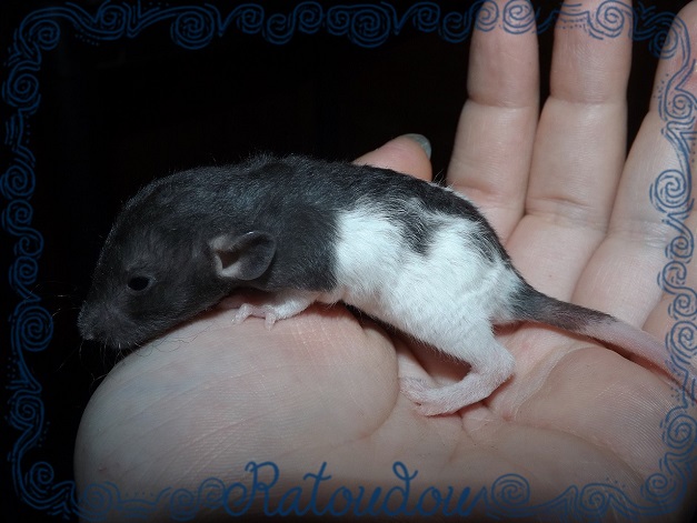 Evolution des ratons Dscf2726