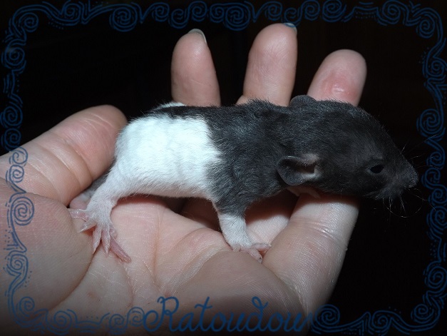 Evolution des ratons Dscf2810
