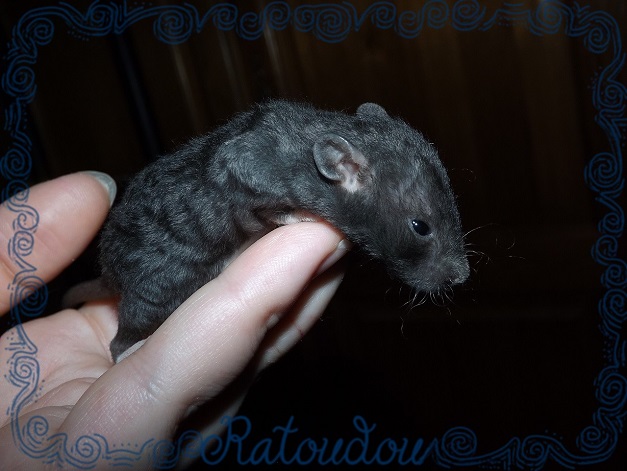 Evolution des ratons Dscf2812