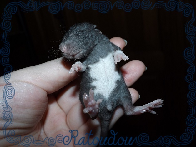 Evolution des ratons Dscf2814