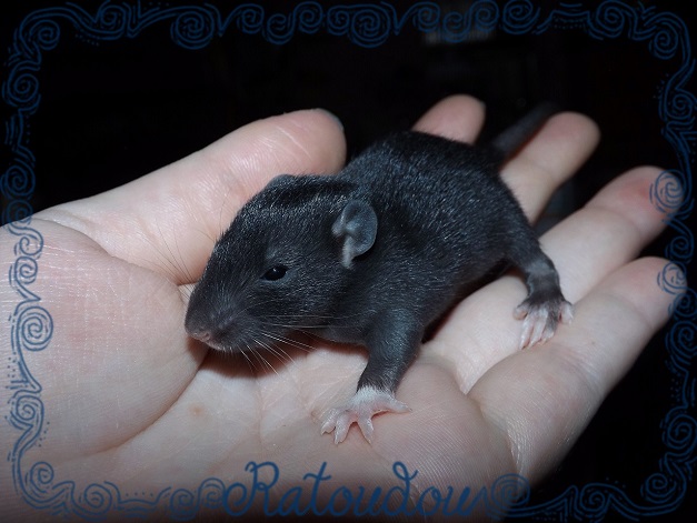 Evolution des ratons Dscf3618