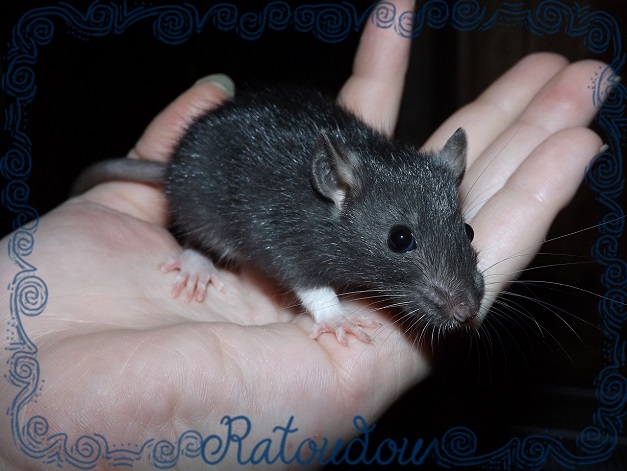 Evolution des ratons Dscf4614