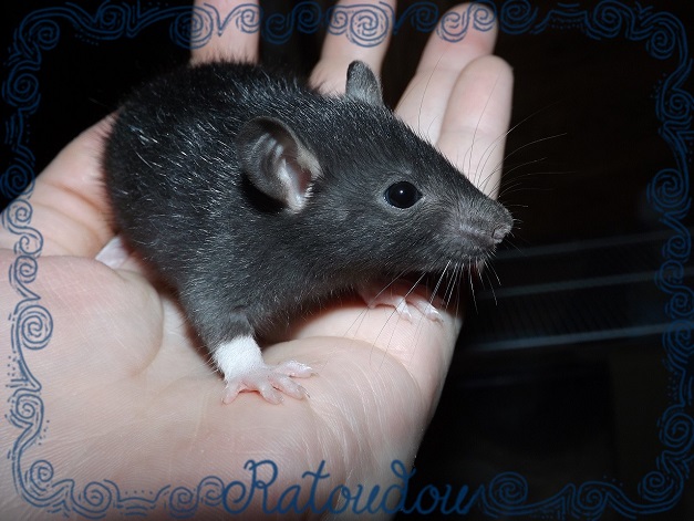 Evolution des ratons Dscf4712