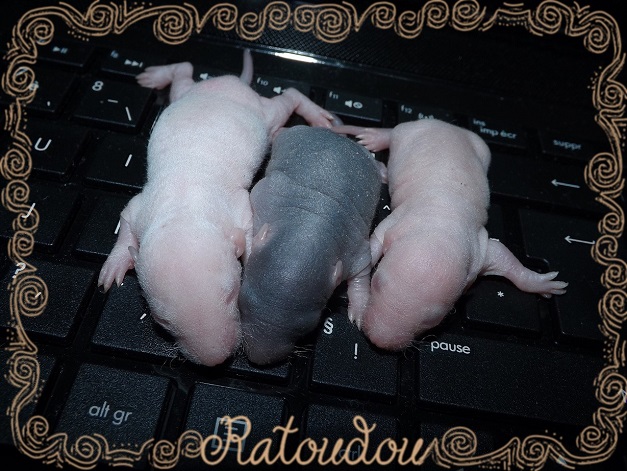 Evolution des ratons Dscf9013