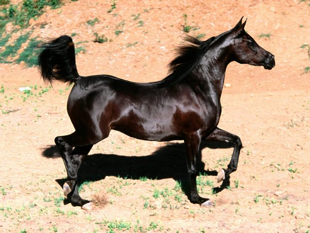 Arapski konj Arap10